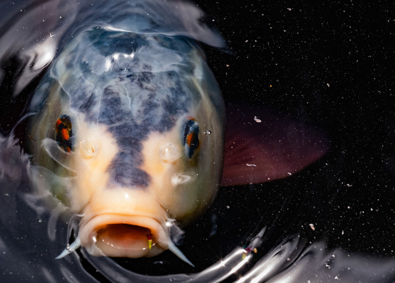 Galaxy Pond